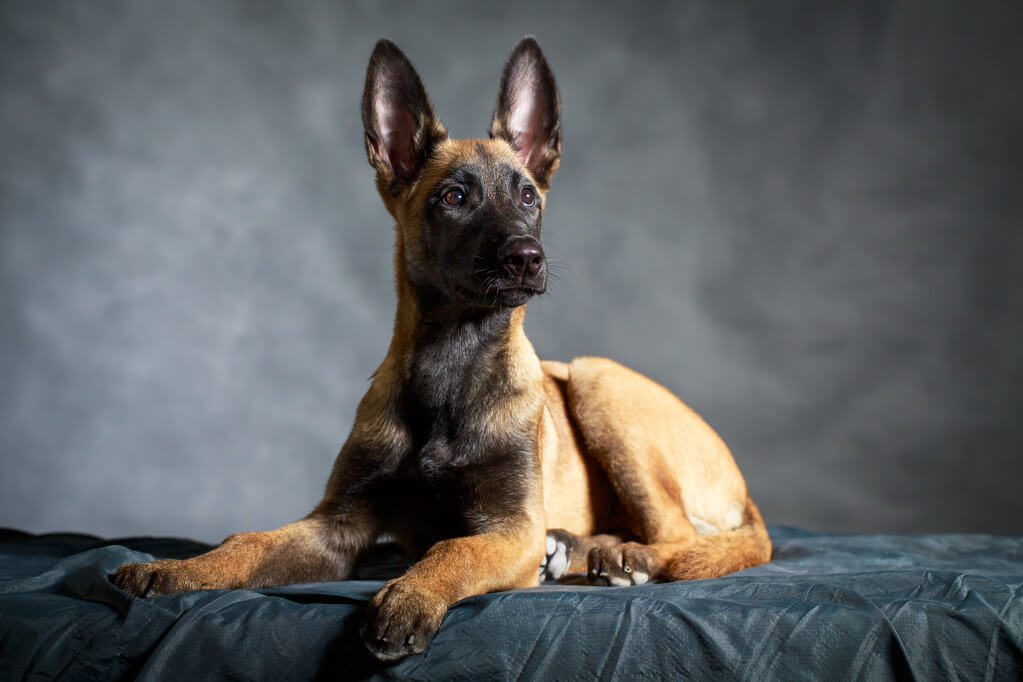 mennyibe-kerul-egy-belga-juhasz-malinois