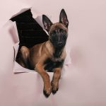 mennyibe-kerul-egy-belga-juhasz-malinois