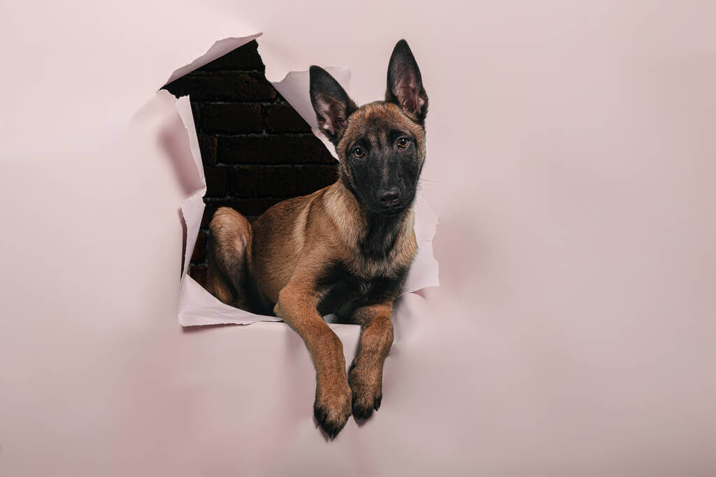 mennyibe-kerul-egy-belga-juhasz-malinois