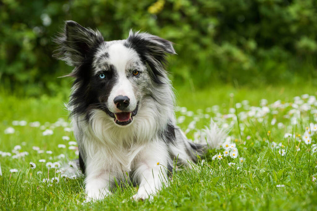 mennyibe-kerul-egy-border-collie mennyibe-kerul-egy-border-collie