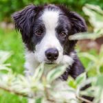 mennyibe-kerul-egy-border-collie