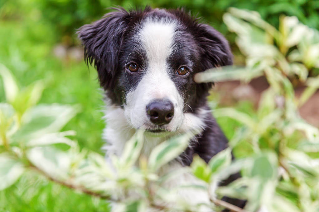 mennyibe-kerul-egy-border-collie