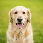 mennyibe-kerul-egy-golden-retriever