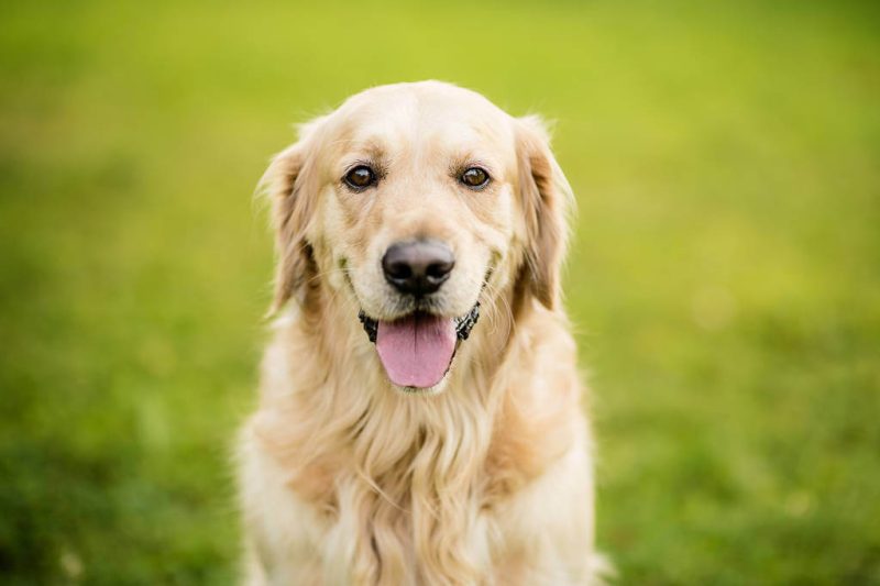 Mennyibe kerül egy Golden Retriever?