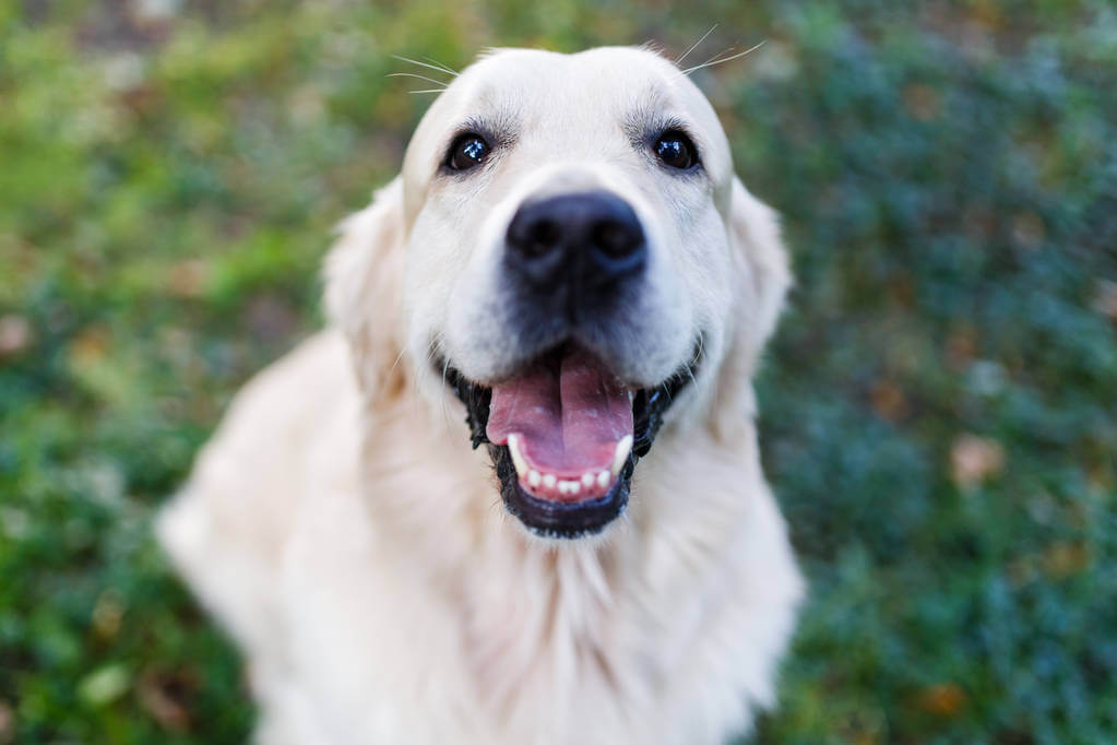 mennyibe-kerul-egy-golden-retriever