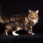 mennyibe-kerul-egy-maine-coon-macska