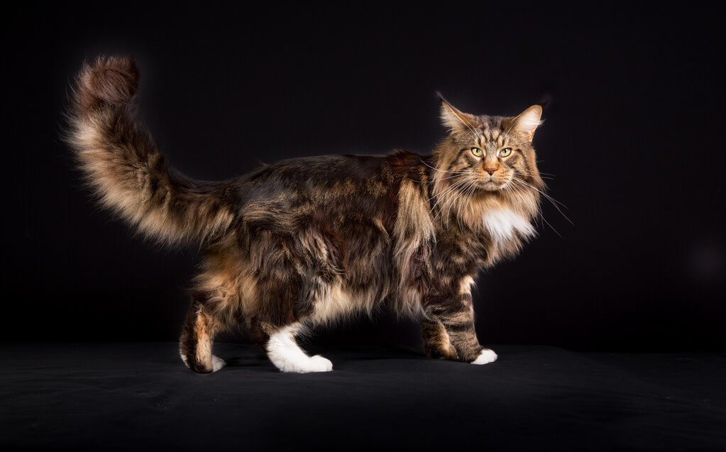 mennyibe-kerul-egy-maine-coon-macska