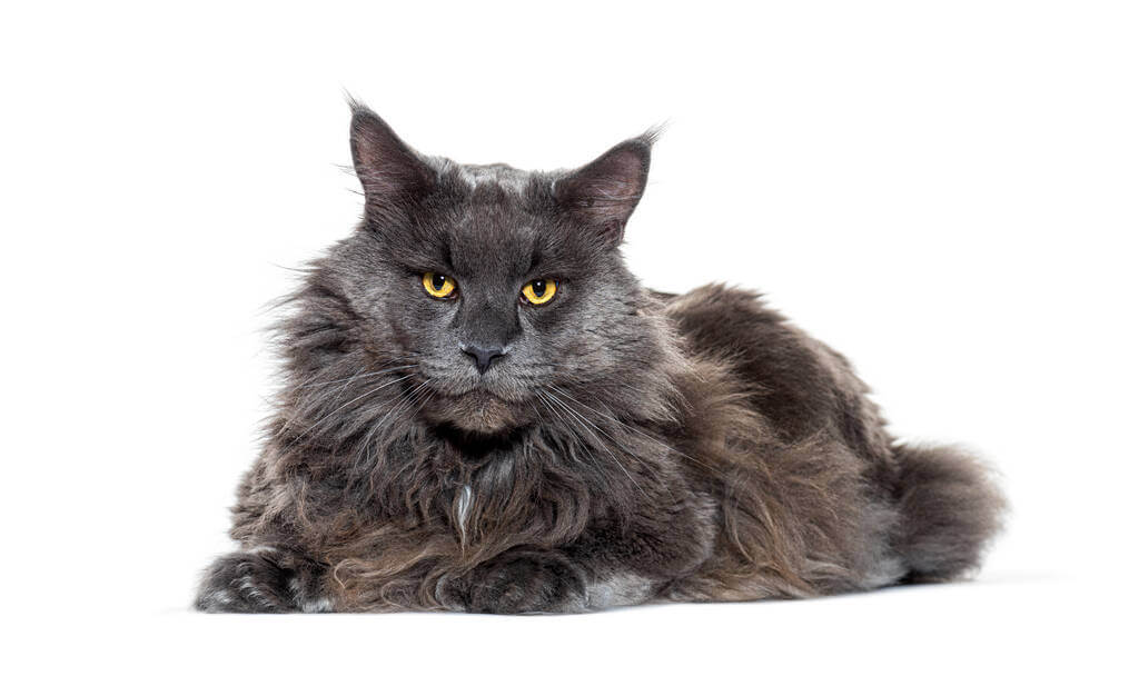mennyibe-kerul-egy-maine-coon-macska