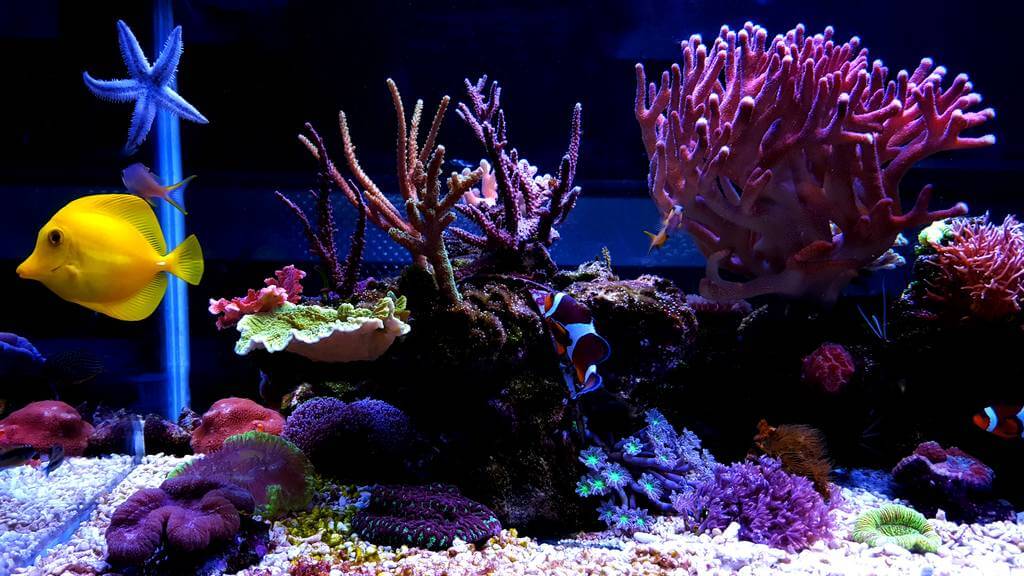 mennyibe-kerul-egy-tengeri-akvarium