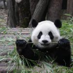 mennyibe-kerul-egy-panda