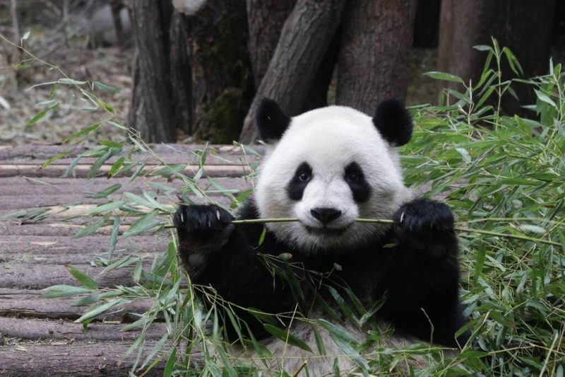 Mennyibe kerül egy panda?