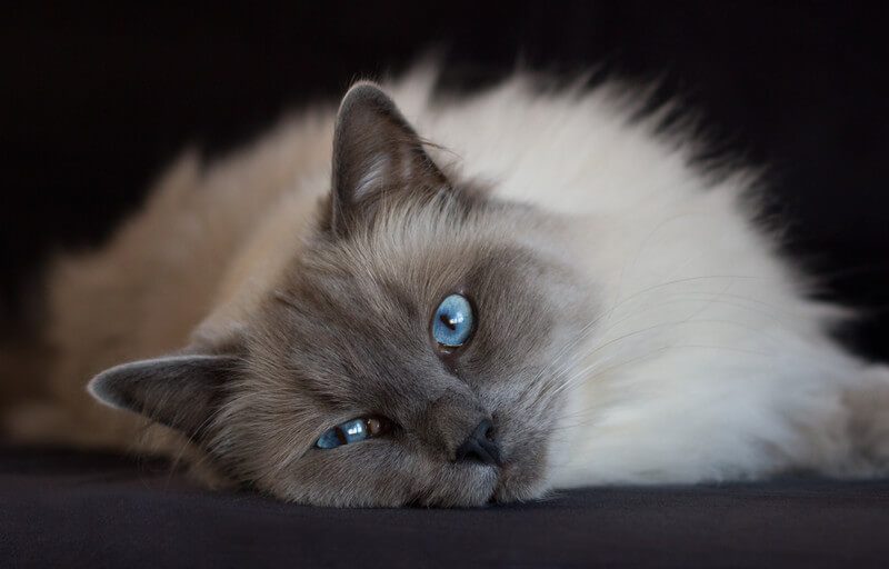 Mennyibe kerül egy Ragdoll cica?