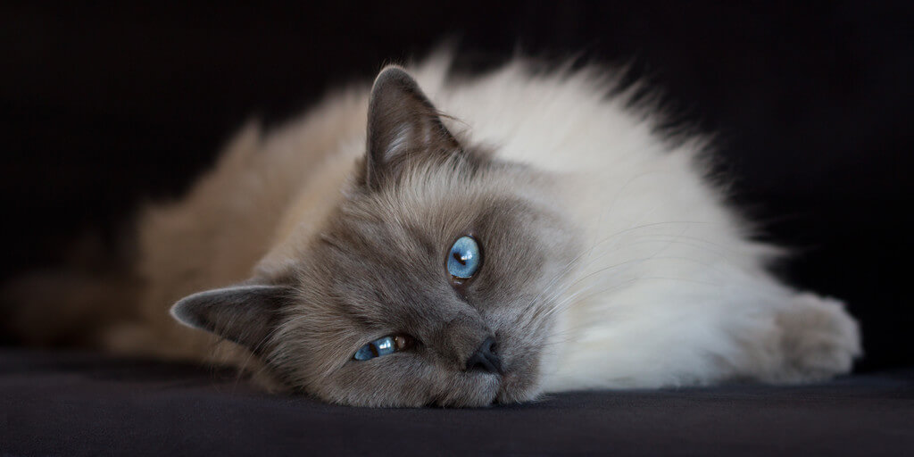 mennyibe-kerul-egy-ragdoll-cica