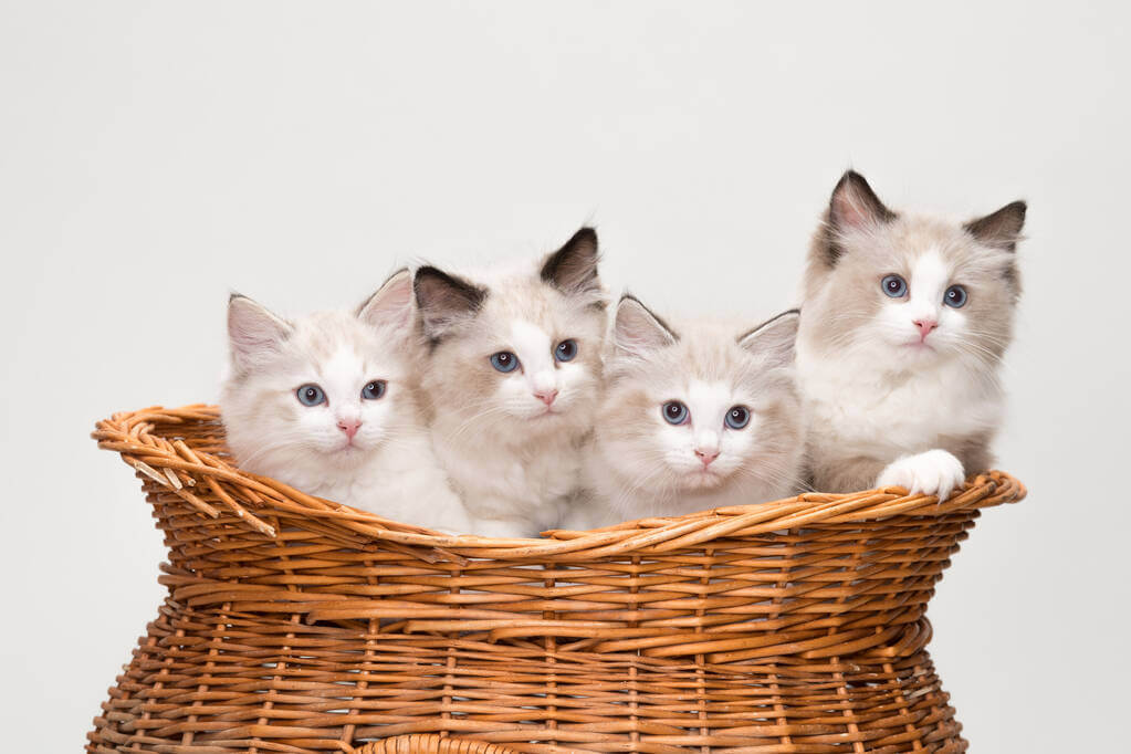 mennyibe-kerul-egy-ragdoll-cica