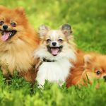 mennyibe-kerul-egy-pomeraniai-torpespicc