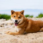 mennyibe-kerul-egy-shiba-inu