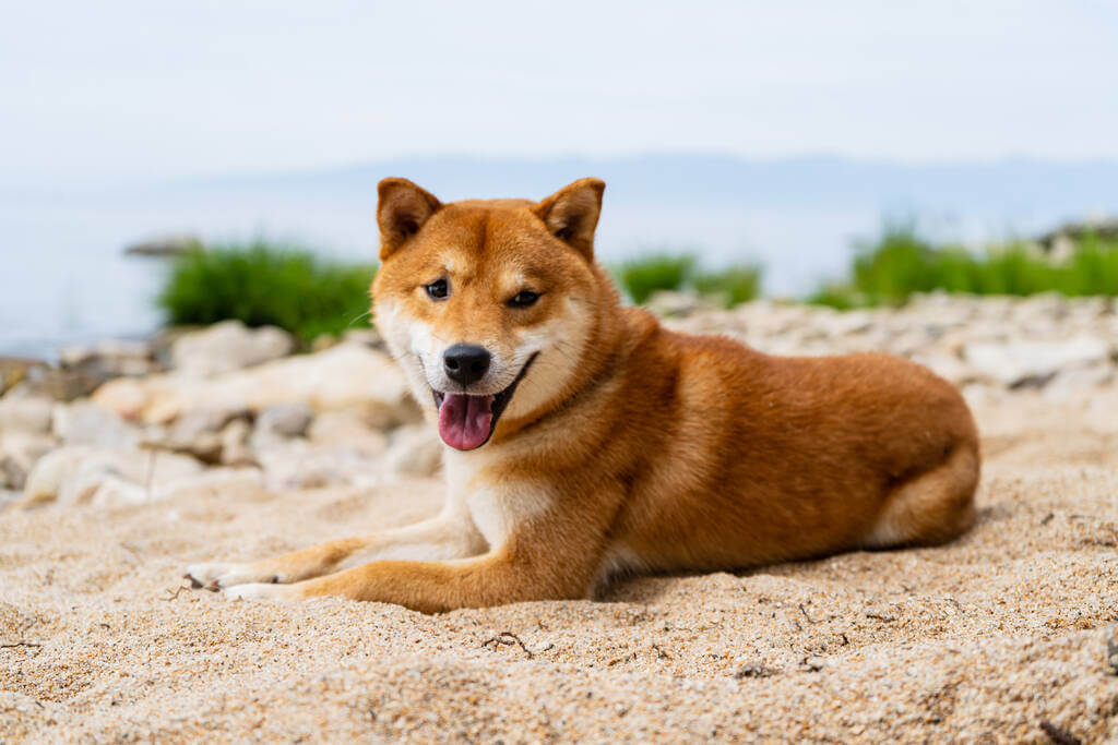 mennyibe-kerul-egy-shiba-inu