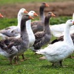 mennyibe-kerul-egy-liba