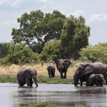 mennyibe-kerul-egy-afrikai-szafari