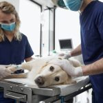 mennyibe-kerul-egy-kutya-ivartalanitasa