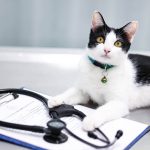 mennyibe-kerul-egy-macska-ivartalanítasa