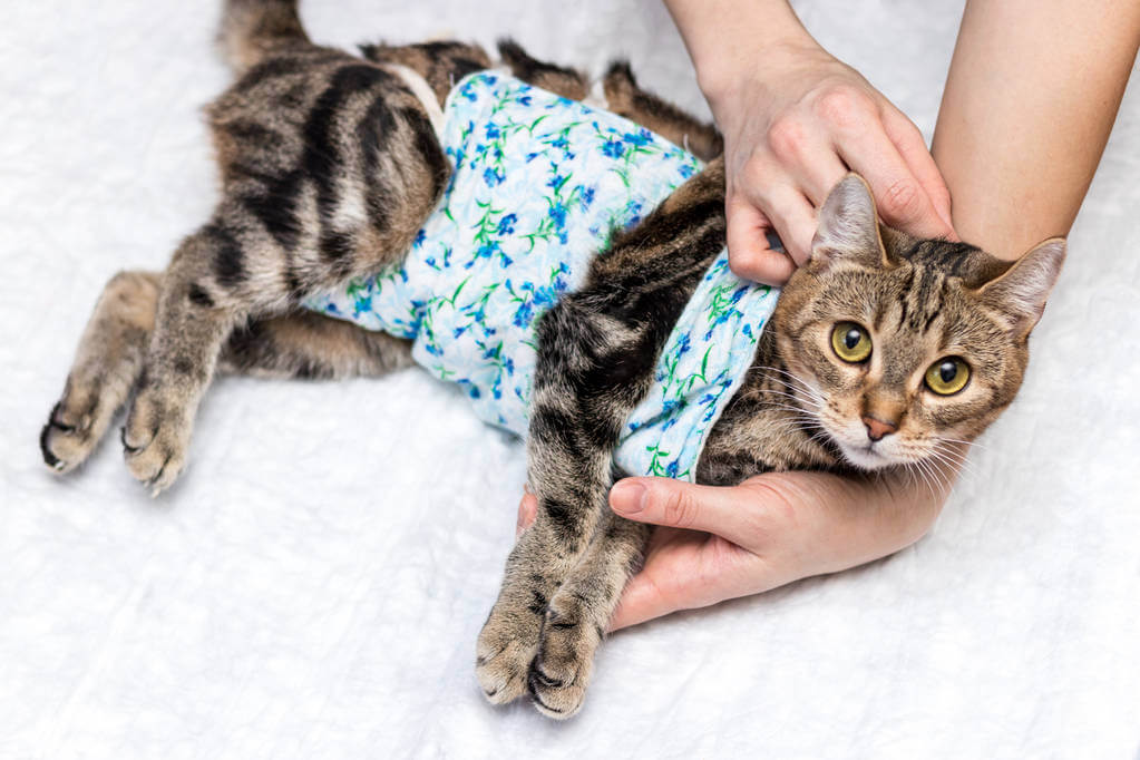 mennyibe-kerul-egy-macska-ivartalanítasa