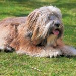 mennyibe-kerul-egy-tibeti-terrier