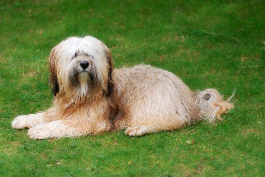 mennyibe-kerul-egy-tibeti-terrier