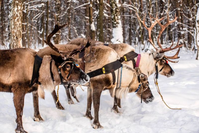 mennyibe-kerul-egy-ut-a-mikulashoz-lappfoldre mennyibe-kerul-egy-ut-a-mikulashoz-lappfoldre