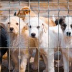 mennyibe-kerul-orokbefogadni-egy-kutyat