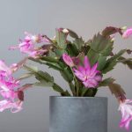 mennyibe-kerul-egy-karacsonyi-kaktusz