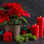 mennyibe-kerul-egy-mikulasvirag