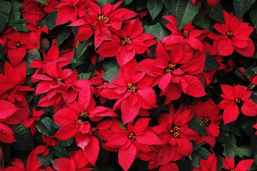 mennyibe-kerul-egy-mikulasvirag