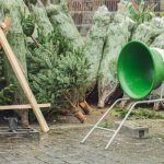 mennyibe-kerulnek-a-fenyofak-2025-ben