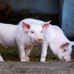 mennyibe-kerul-felnevelni-egy-malacot