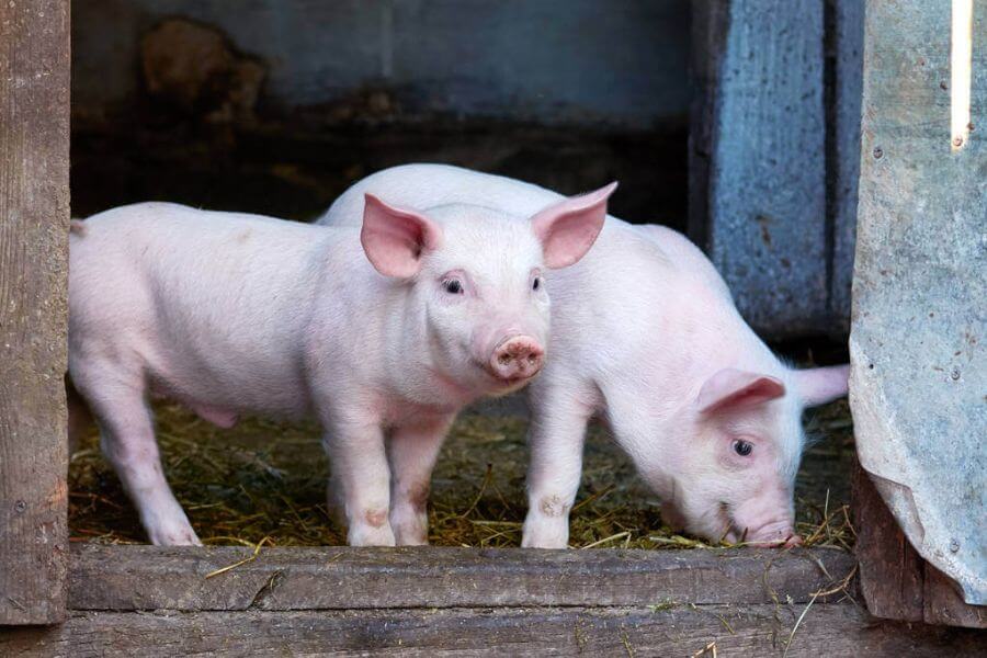 mennyibe-kerul-felnevelni-egy-malacot