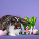 mennyibe-kerul-a-husvet-2026-ban