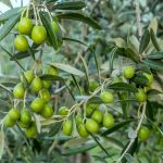 mennyibe-kerul-egy-olajfa